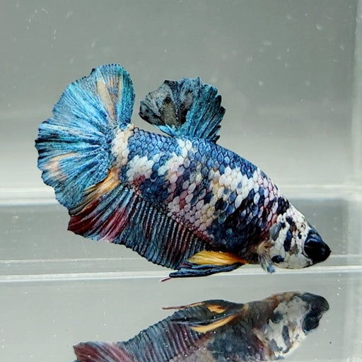 Galaxy Koi Male Betta Fish GK-0614