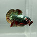 Red Copper Koi Male Betta Fish RC-0615