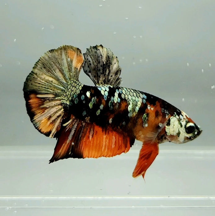 Red Copper Koi Male Betta Fish RC-0618