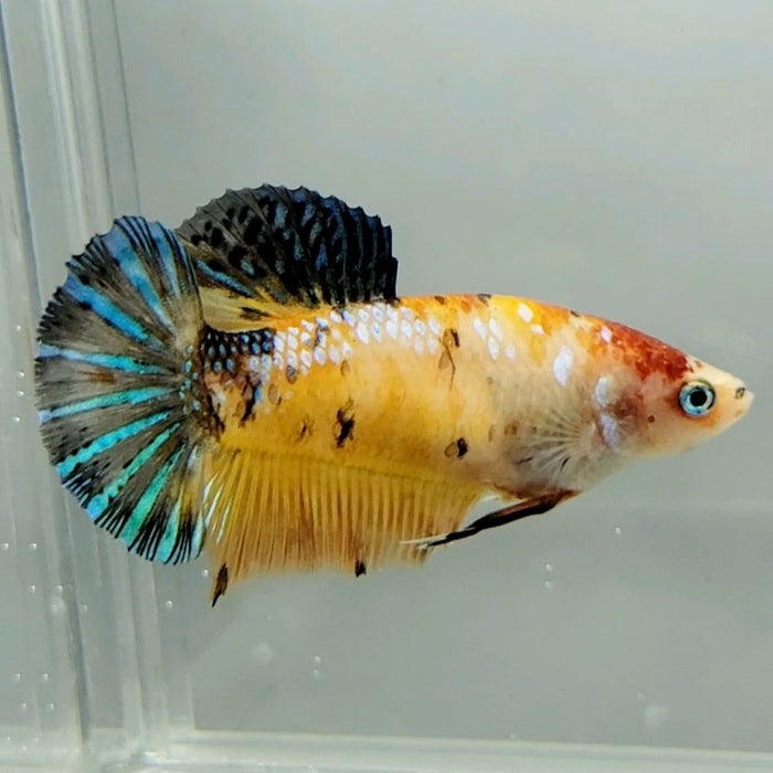 Galaxy Koi Giant Betta Fish Female GB-0613