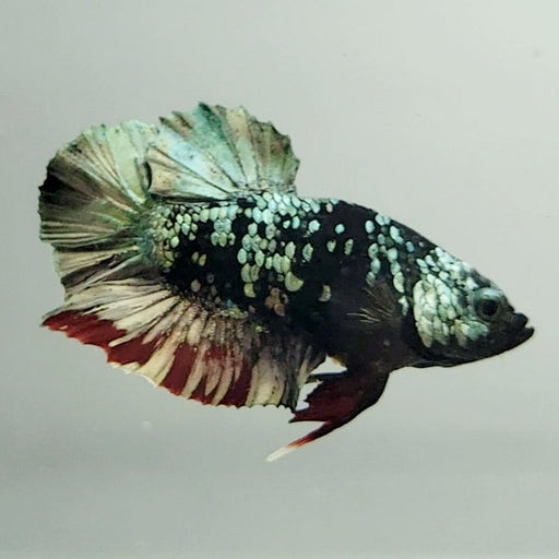 Red Star Avatar Betta Fish Male RS-0622