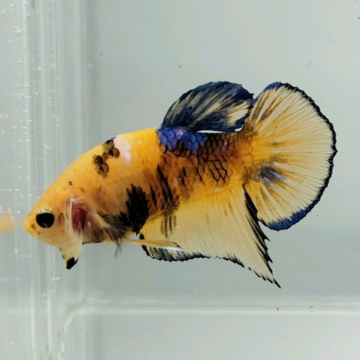 Nemo Koi Betta Fish Male NK-0623