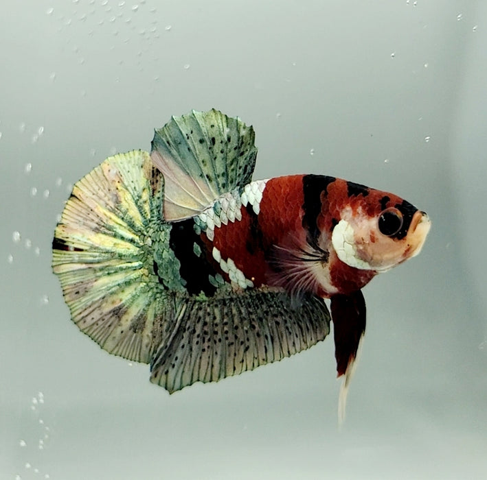 Red Copper Koi Male Betta Fish RC-0625