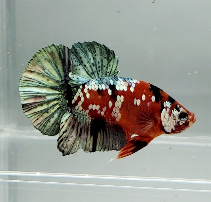 Red Copper Koi Male Betta Fish RC-0628