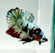 Red Copper Koi Male Betta Fish RC-0630
