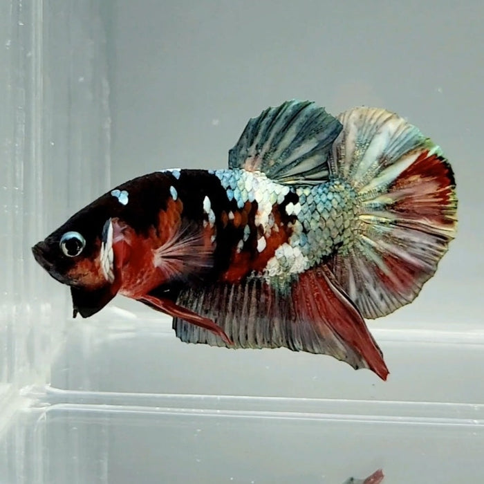 Red Copper Koi Male Betta Fish RC-0631