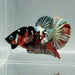 Red Copper Koi Male Betta Fish RC-0631