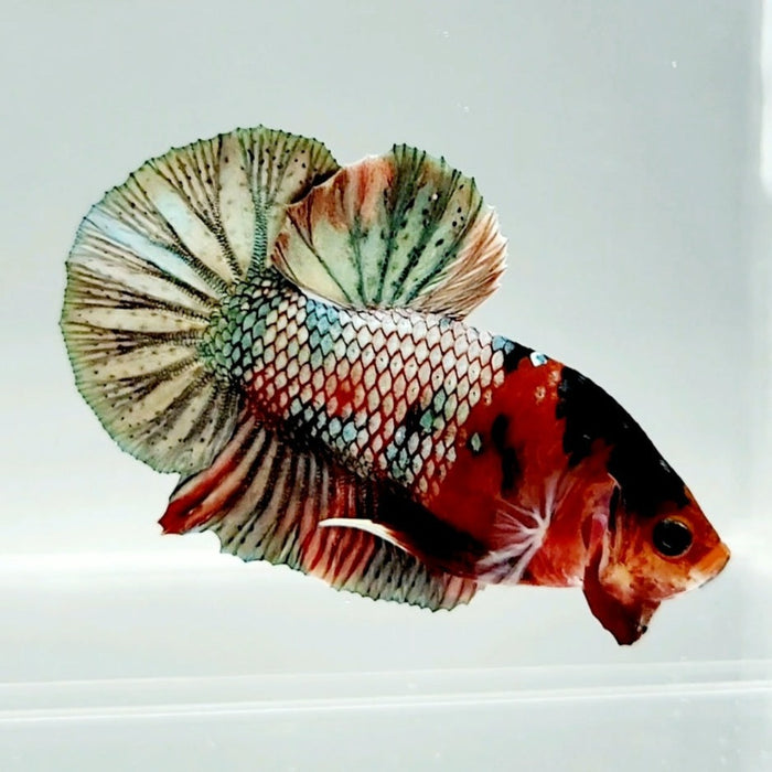 Red Copper Koi Male Betta Fish RC-0632