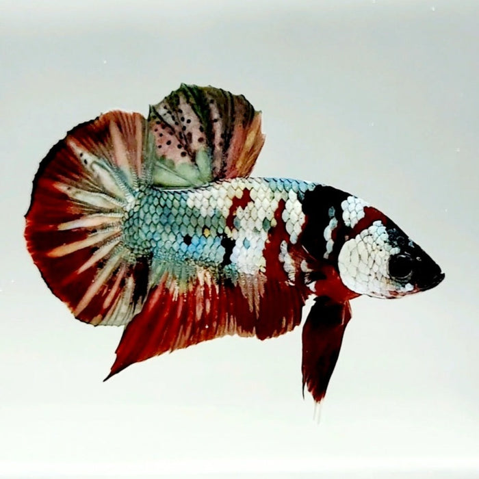 Red Copper Koi Male Betta Fish RC-0633