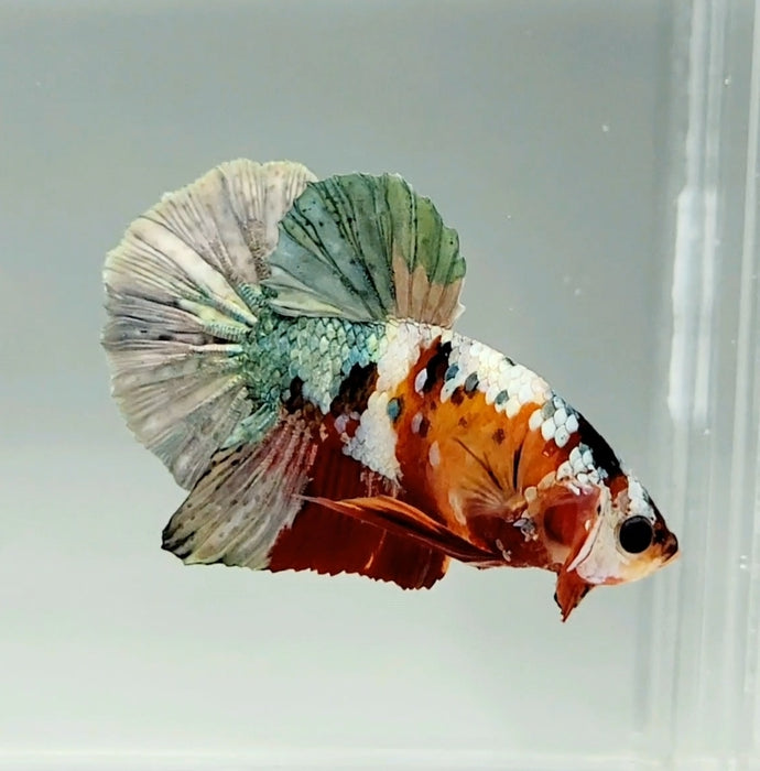 Red Copper Koi Male Betta Fish RC-0635