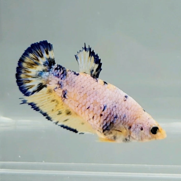 Galaxy Koi Female Betta Fish GK-0637