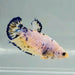 Galaxy Koi Female Betta Fish GK-0637
