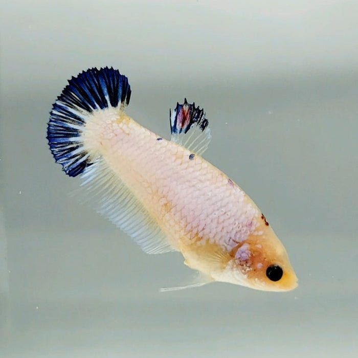 Galaxy Koi Female Betta Fish GK-0638