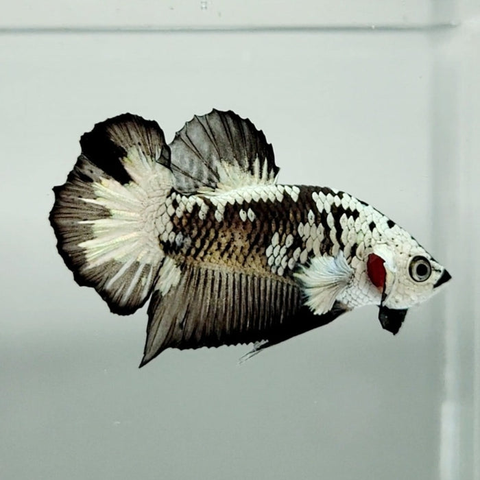 Snow Mamba Male Betta Fish BS-0639