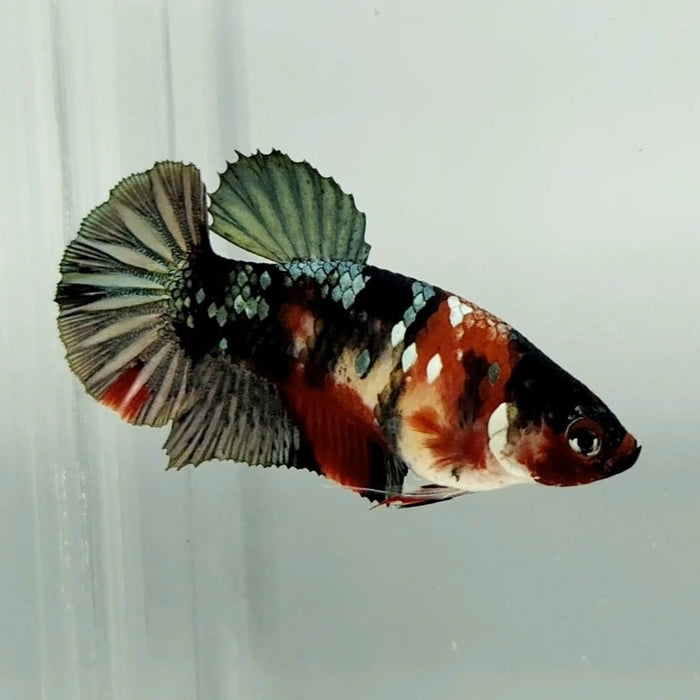 Red Copper Koi Female Betta Fish RC-0640