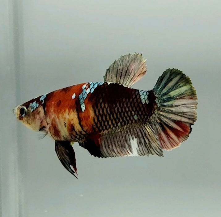 Red Copper Koi Female Betta Fish RC-0643