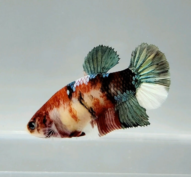 Red Copper Koi Female Betta Fish RC-0644