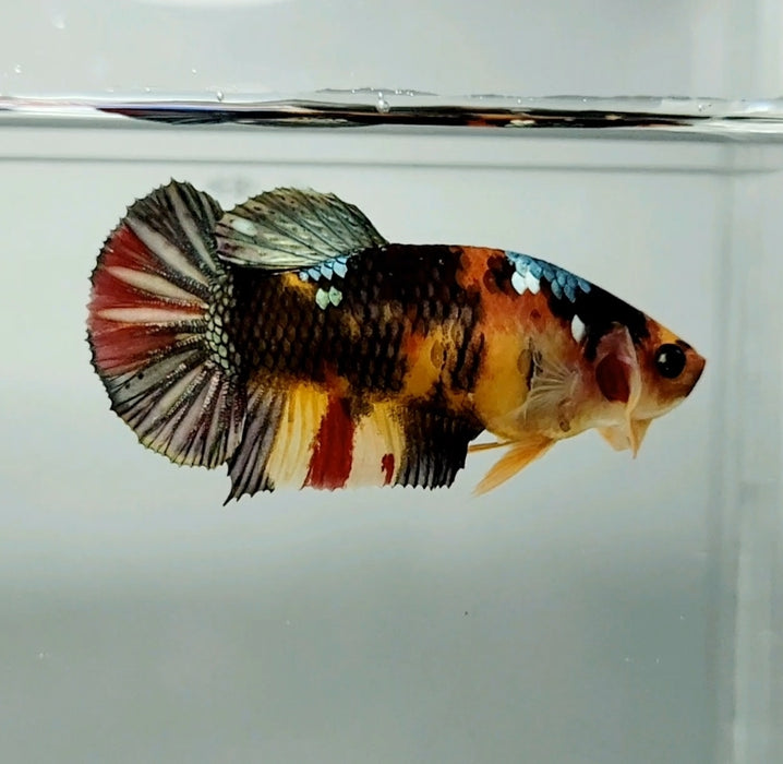 Red Copper Koi Female Betta Fish RC-0645