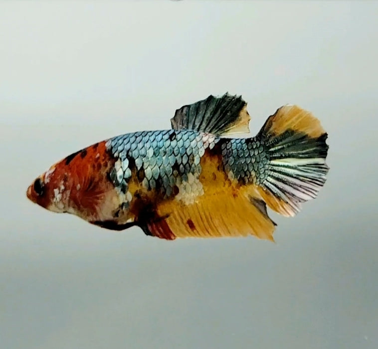 Red Copper Koi Female Betta Fish RC-0646