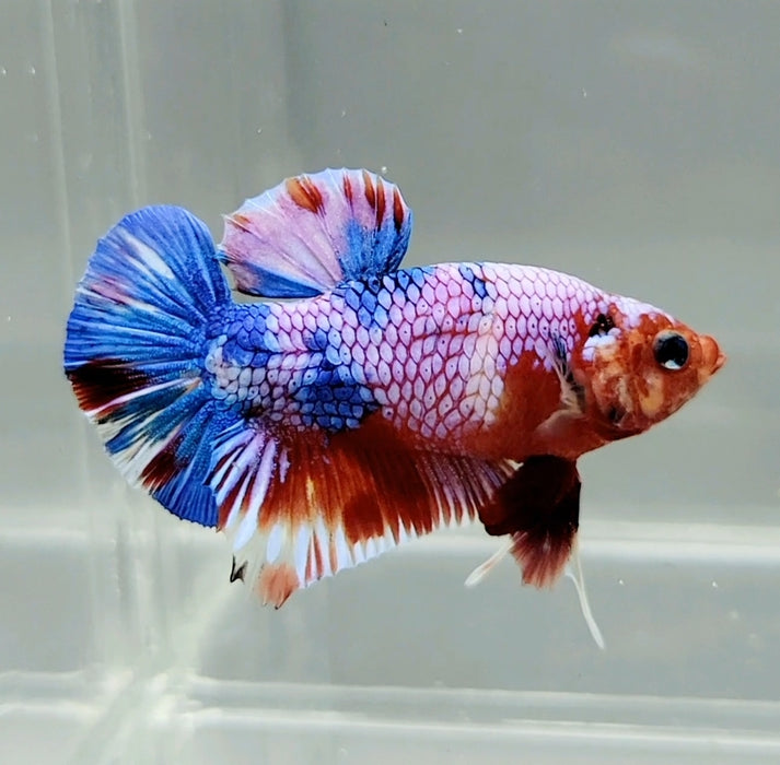 Fancy Red Male Betta Fish FR-0649