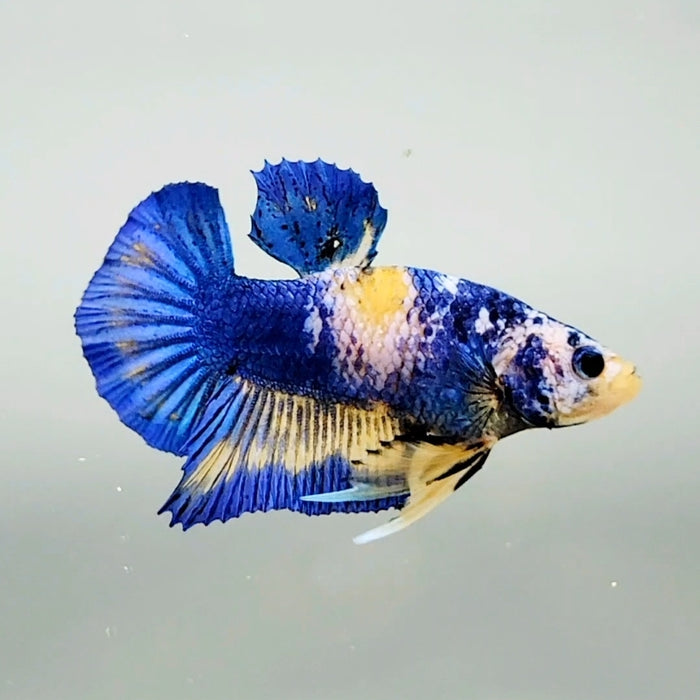 Blue Marble Male Betta Fish BM-0648