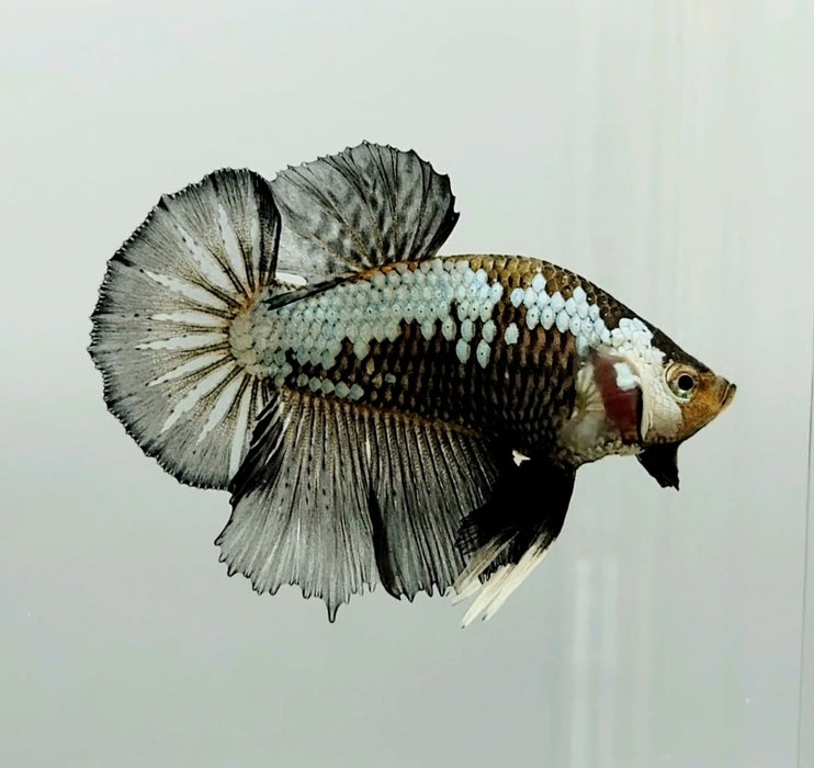 Snow Mamba Male Betta Fish BS-0652