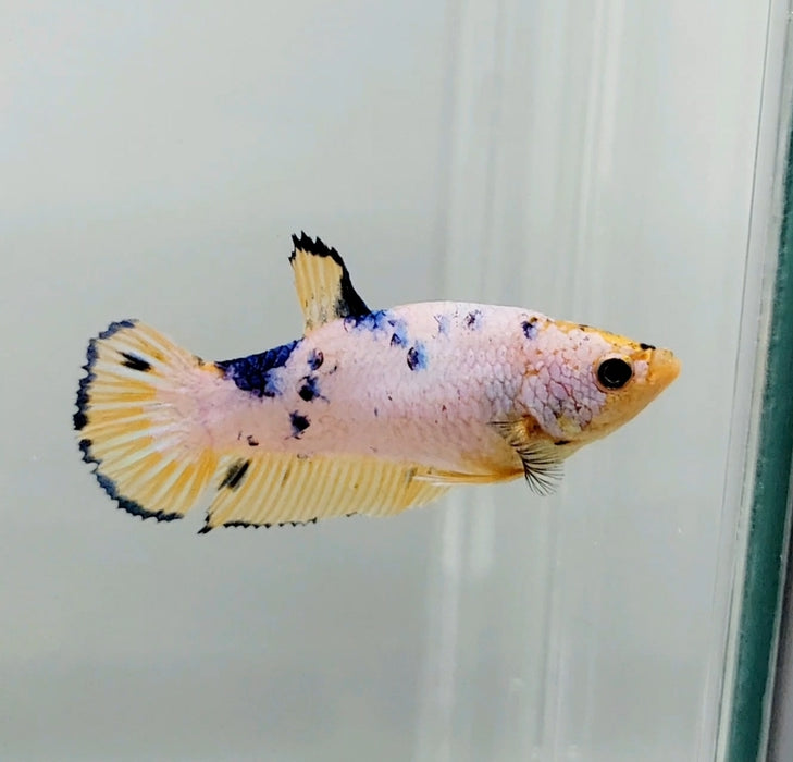 Galaxy Koi Female Betta Fish GK-0653