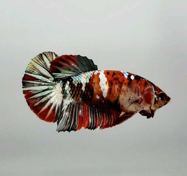 Red Copper Koi Female Betta Fish RC-0656