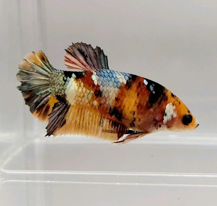 Red Copper Koi Female Betta Fish RC-0657