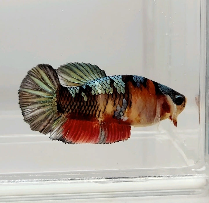 Red Copper Koi Female Betta Fish RC-0659