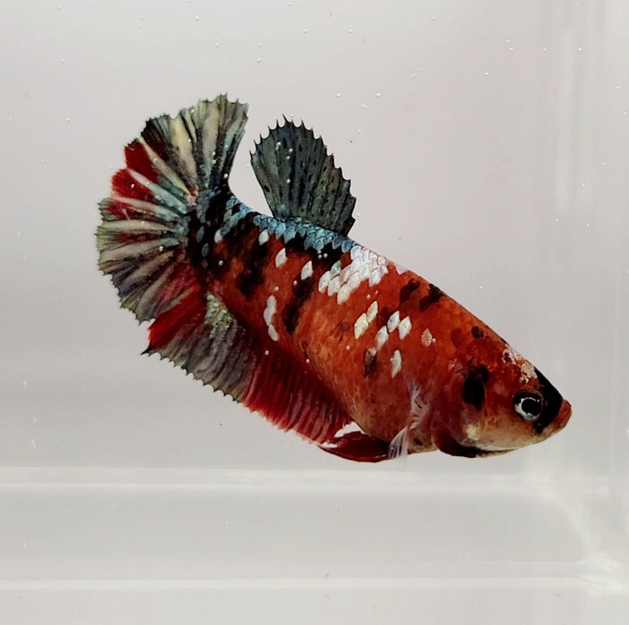 Red Copper Koi Female Betta Fish RC-0660