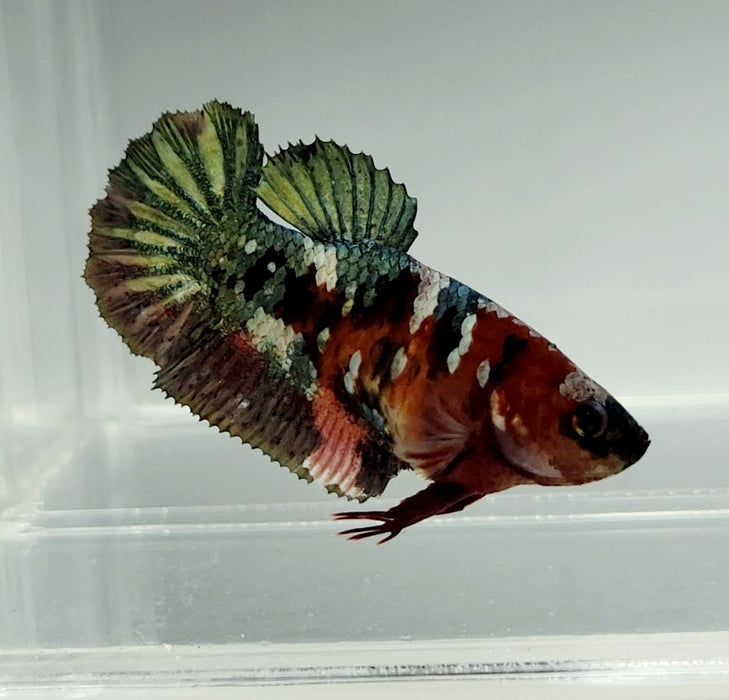 Red Copper Koi Female Betta Fish RC-0661