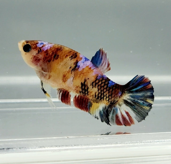 Galaxy Koi Female Betta Fish GK-0663