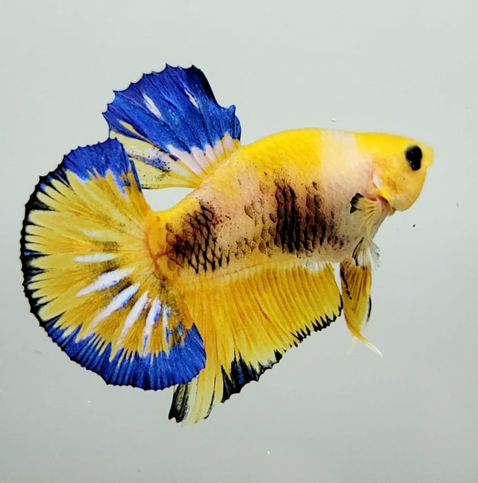 Yellow Hellboy Male Betta Fish YH-0666