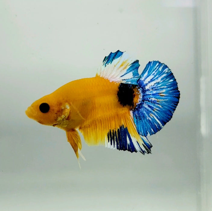 Yellow Hellboy Male Betta Fish YH-0669