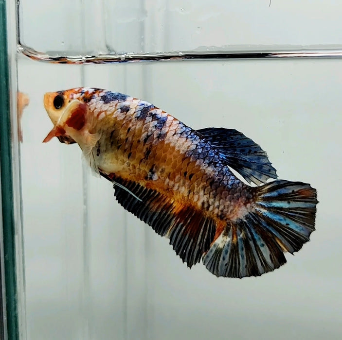 Galaxy Koi Giant Betta Fish Female GB-0673