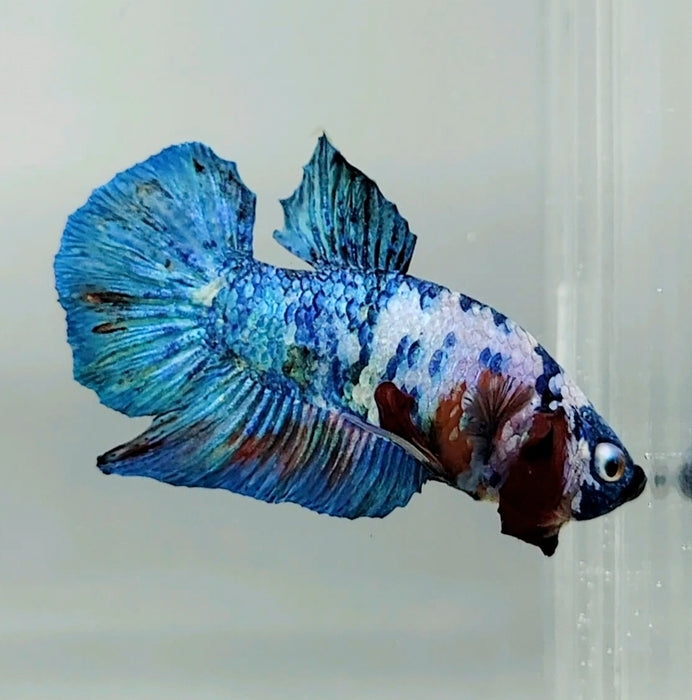 Galaxy Koi Male Betta Fish GK-0676