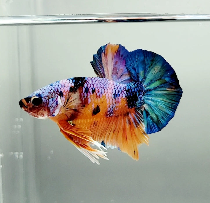 Candy OHMPK Male Betta Fish OT-0686