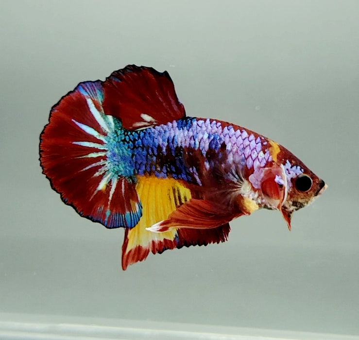Multicolor OHMPK Male Betta Fish OT-0689