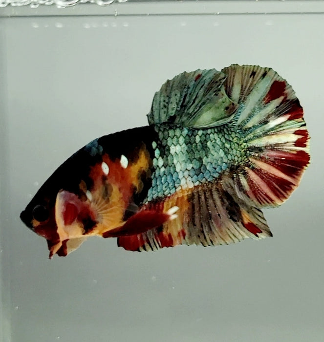 Red Copper Koi Male Betta Fish RC-0694