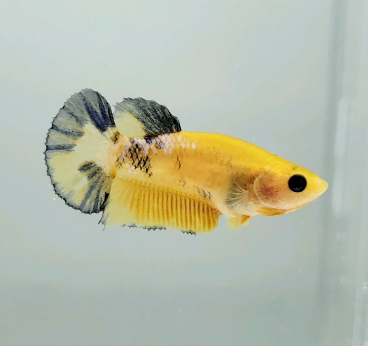 Yellow Hellboy Female Betta Fish YH-0711