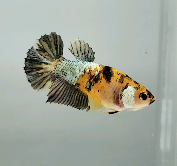 Yellow Copper Koi Female Betta Fish YK-0712