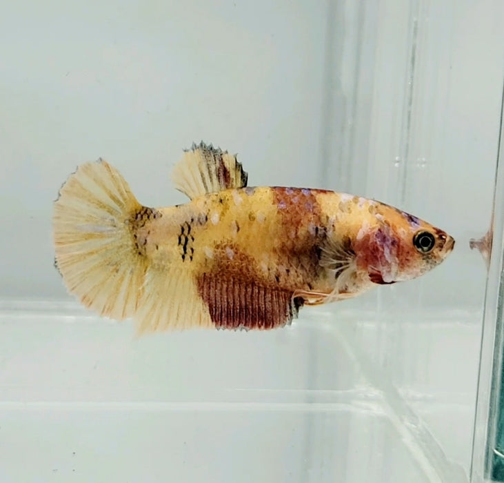 Nemo Koi Female Betta Fish GK-0715