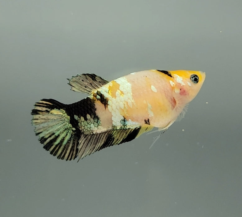 Yellow Copper Koi Female Betta Fish YK-0718