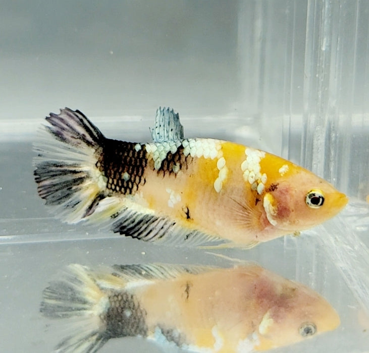 Yellow Copper Koi Female Betta Fish YK-0720