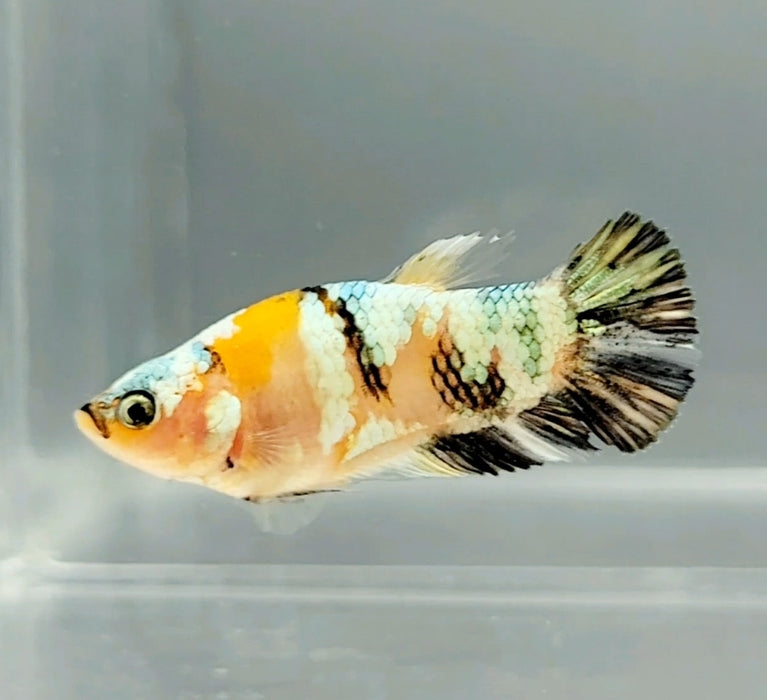 Yellow Copper Koi Female Betta Fish YK-0719