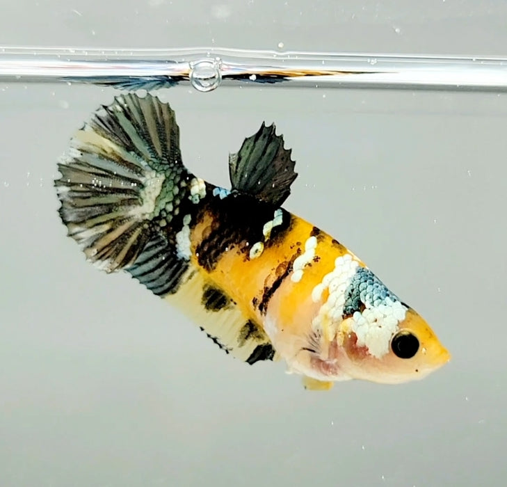 Yellow Copper Koi Female Betta Fish YK-0721