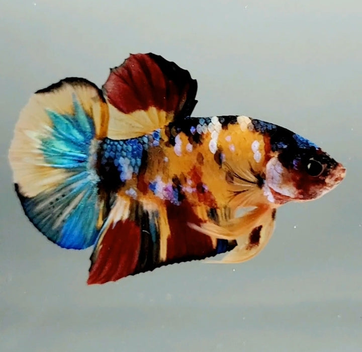 Galaxy Koi Male Betta Fish GK-0722