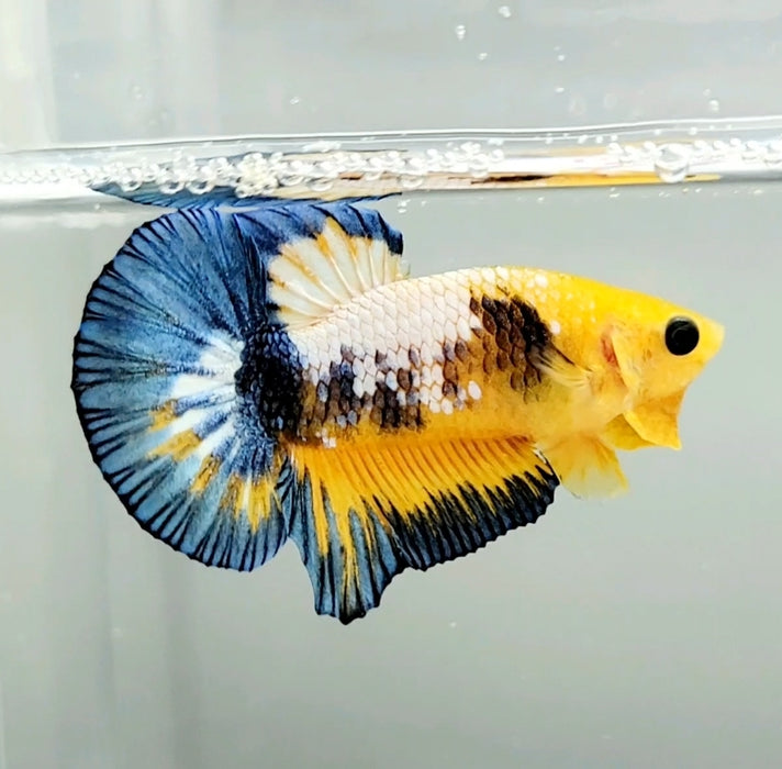 Yellow Hellboy Male Betta Fish HB-0744