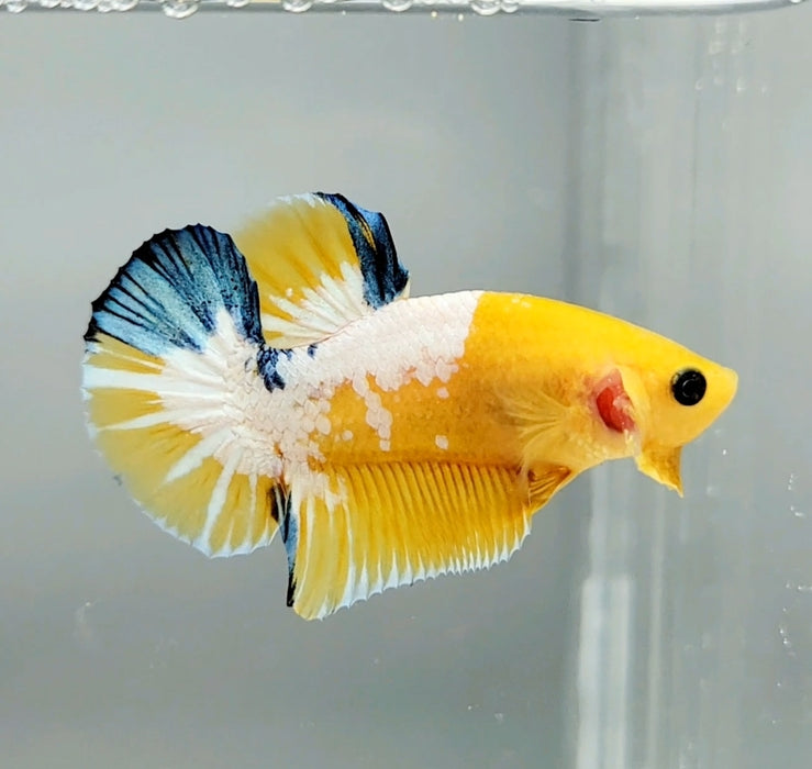 Yellow Hellboy Male Betta Fish HB-0747